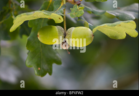 Les glands de chêne français (Quercus robur) au début de l'automne. UK Banque D'Images