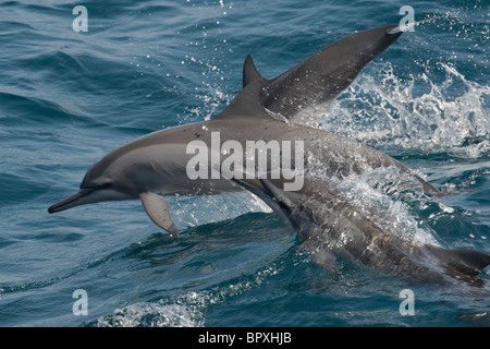 Hawaiian/gris, Dauphins Stenella longirostris, marsouinage, Maldives, océan Indien. Banque D'Images