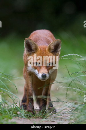 EUROPEAN red fox (Vulpes vulpes) en jardin urbain, dans le sud de Londres, au Royaume-Uni. Banque D'Images