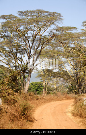 Route sale chez les arbres Acacia tortilis dans le Parc National de Serengeti, Tanzanie Banque D'Images