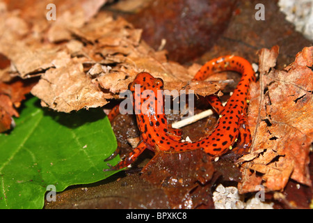 Salamandre Eurycea lucifuga (grotte) Banque D'Images