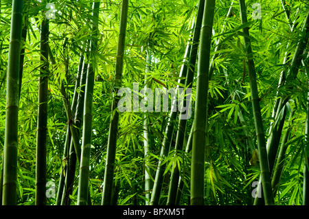 Paysage de l'arbre de bambou dans la forêt tropicale, la Malaisie Banque D'Images