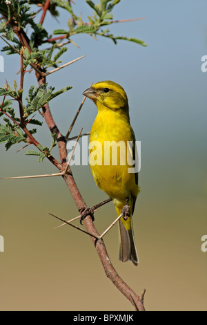 (Serinus mozambicus canari jaune) perché sur une branche, Kgalagadi Transfrontier Park, Afrique du Sud Banque D'Images