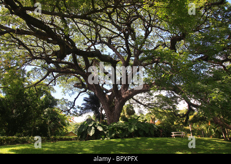 350 ans Saman géant arbre aux jardins tropicaux à Romney Manor à St.Kitts Banque D'Images