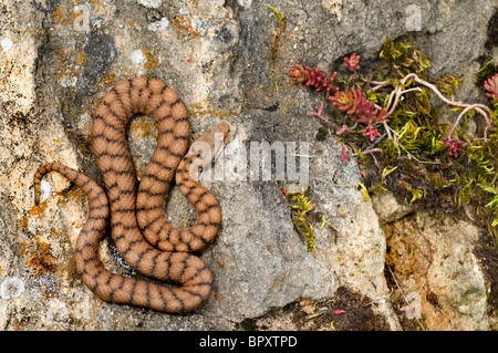 Vipère aspic (vipère aspic, Vipera aspis), dans l'habitat, Suisse, Jura, voir Neuenburger Banque D'Images