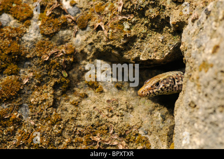 (Hellenolacerta grec lézard Lacerta graeca graeca ;), scrutant d'un crevasses, Grèce, Péloponnèse, Messinien Banque D'Images