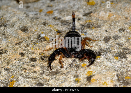 Scorpion à queue jaune européenne (Euscorpius flavicaudis) - l'été - Vaucluse - Provence - France Banque D'Images