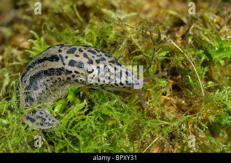 Limace géante - Spotted leopard slug - Grande Limace grise (Limax maximus) Banque D'Images