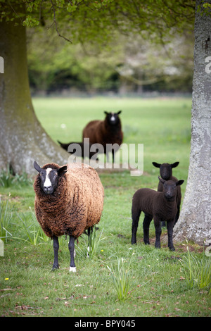 Balwen Welsh Mountain Sheep Banque D'Images