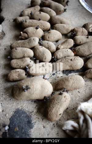 Les plants de pommes de terre sur les frais généraux de la table de rempotage Banque D'Images