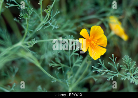 Les fleurs d'un orange Pavot de Californie. Banque D'Images