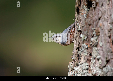 Sittelle européen (Sitta europaea) adulte perché sur arbre, appelant, Estrémadure, Espagne, Europe Banque D'Images