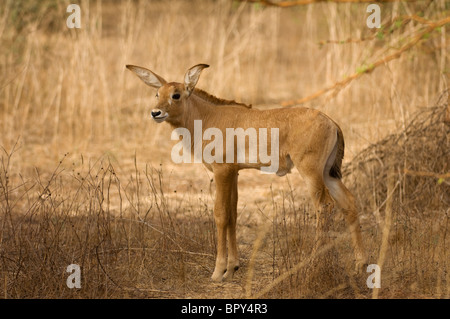 L'antilope rouanne (Hippotragus equinus), la Réserve de Bandia, Sénégal Banque D'Images