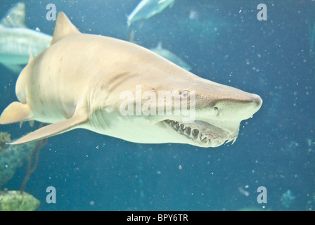 Sand tiger shark, Eugomphodus taurus, trouvé dans les régions côtières des océans Atlantique, Indien et Pacifique Banque D'Images
