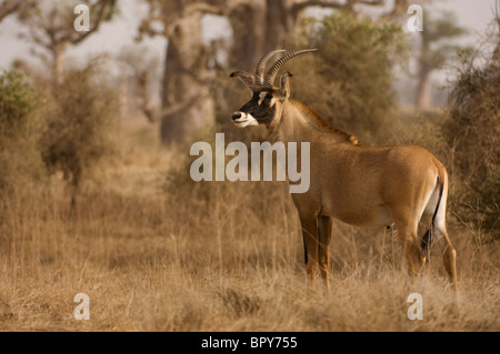 L'antilope rouanne (Hippotragus equinus), la Réserve de Bandia, Sénégal Banque D'Images