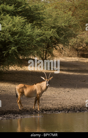 L'antilope rouanne (Hippotragus equinus), la Réserve de Bandia, Sénégal Banque D'Images