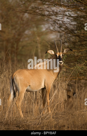 L'antilope rouanne (Hippotragus equinus), la Réserve de Bandia, Sénégal Banque D'Images