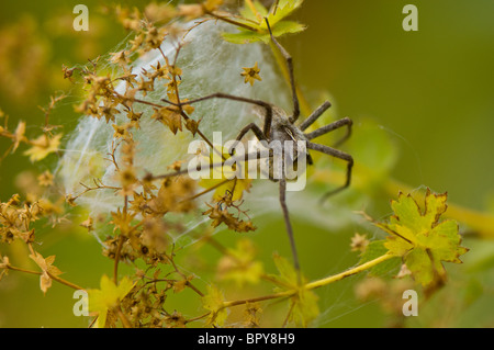 Close-up of a female Wolf Spider avec sac Banque D'Images