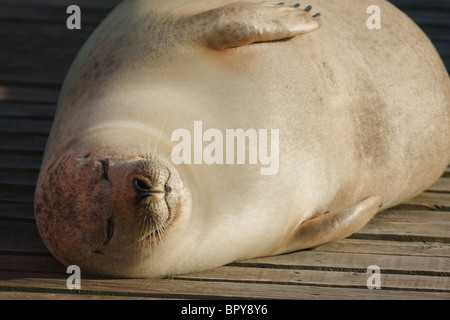 En gestation Phoque commun (Phoca vitulina), Cambridgeshire, Angleterre Banque D'Images