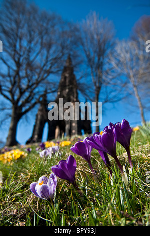 Crocus émergent dans les jardins de Princes Street, à proximité du monument Sir Walter Scott à Édimbourg, Écosse Banque D'Images