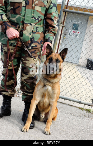 Militaire Belge Malinois, chien K-9--Ft. Campbell, TN/KY. Banque D'Images