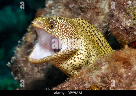 Goldentail moray ( Gymnothorax miliaris), Bonaire. Banque D'Images