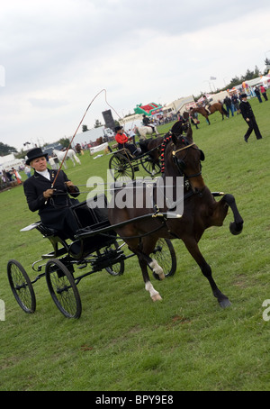 Fiacre poney et chauffeur à l'orsett county show Banque D'Images