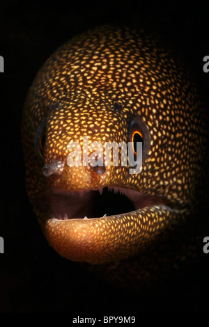 Goldentail moray ( Gymnothorax miliaris) Bonaire. Banque D'Images