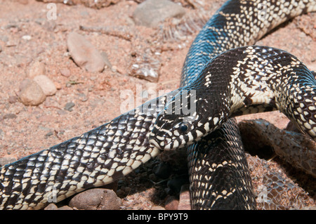 Le désert texan king snake, Lampropeltis getula splendida, originaire de Texas, l'Arizona et du Nouveau Mexique Banque D'Images