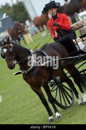 Fiacre poney et chauffeur à l'Essex County show orsett Banque D'Images