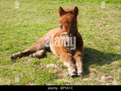 Un poney Shetland poulain lying on grass looking at camera Banque D'Images