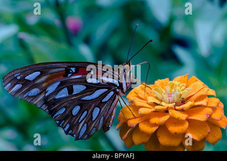 Le Gulf Fritillary ou Passion (Agraulis vanillae papillon) Banque D'Images