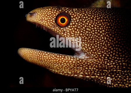 Goldentail moray ( Gymnothorax miliaris) Bonaire. Banque D'Images