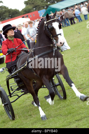 La pilote avec un fiacre pony au orsett county show Banque D'Images