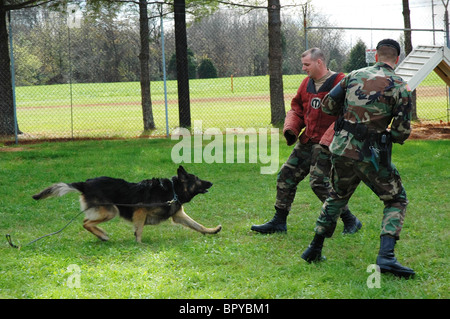 Drogues & Berger allemand chien d'attaque 'Brit' va après cible désignée au K-9 Unité de formation, Ft. Campbell, TN/KY. Banque D'Images