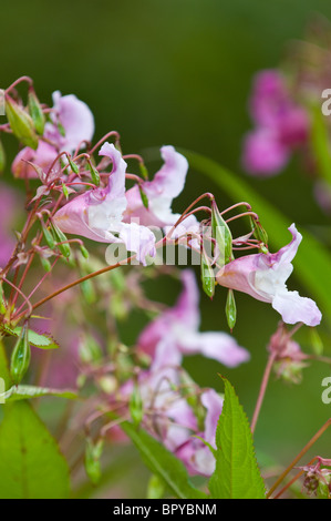 Close-up de la balsamine de l'himalaya Impatiens glandulifera un plantes envahissantes non indigènes ou de mauvaises herbes dans les îles britanniques. Banque D'Images