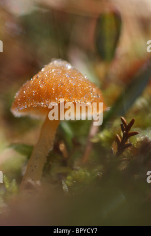 Mushroom recouvert d'une fine couche de glace. Banque D'Images