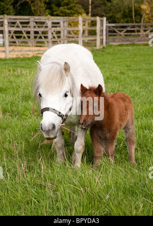 Une jument de poney gris Shetland et son jeune poulain dans un champ d'herbe Banque D'Images