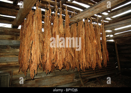 Southside Virginia tobacco Collinsville historique dans le tabac séchage barn Banque D'Images