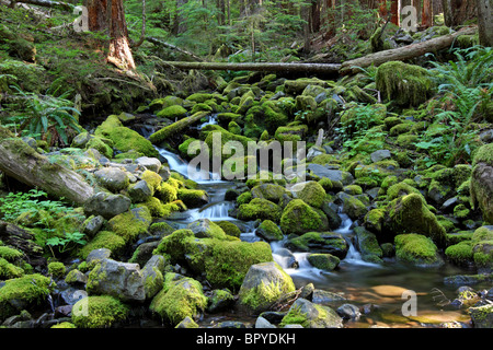 La lumière du soleil filtre à travers la forêt tropicale près de Sol Duc Hot Springs dans le parc national Olympic. Banque D'Images