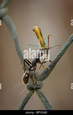 Balle ou ANT GÉANT (Paraponera clavata) avec des proies, le canopy walkway, réserve forestière d'Iwokrama, Guyana, en Amérique du Sud. Banque D'Images