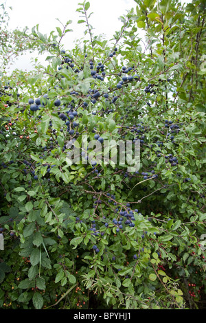 Baies sur un prunellier Sloe bush, Hattingley, Hampshire, Angleterre, Royaume-Uni Banque D'Images