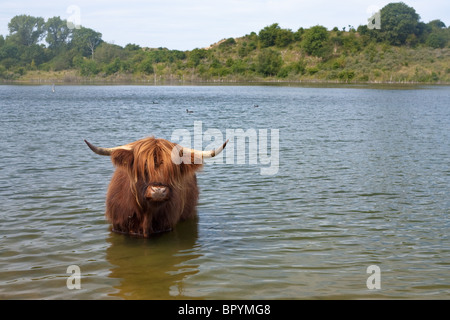 Vache highland scottisch refroidissement Banque D'Images