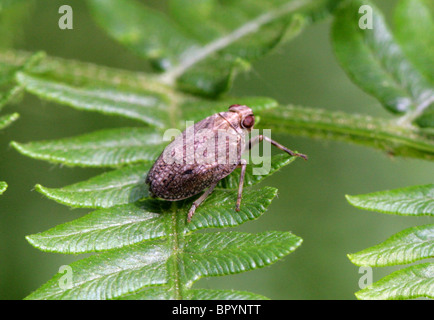 Meadow Spittlebug ou Froghopper, Philaenus spumarius, Cercopidae, Cercopoidea, Hémiptères Banque D'Images