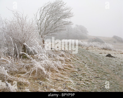 Givre sur Little Wittenham Banque D'Images