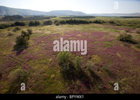 Photographie aérienne d'un champ en fleurs dans la vallée du Jourdain Banque D'Images