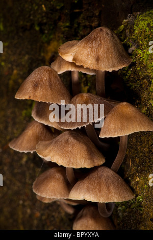 Champignons poussant sur moignon pourri à Evje à Rygge en Norvège, Banque D'Images