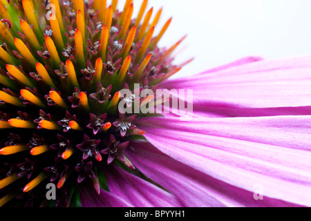 Echinacea Banque D'Images