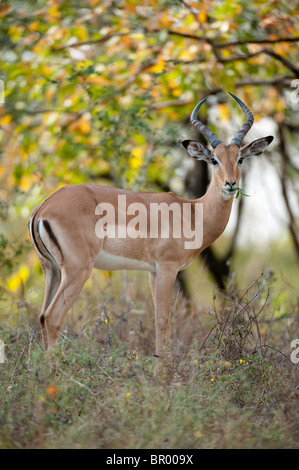 Impala (Aepyceros melampus), Réserve faunique Majete, Malawi Banque D'Images