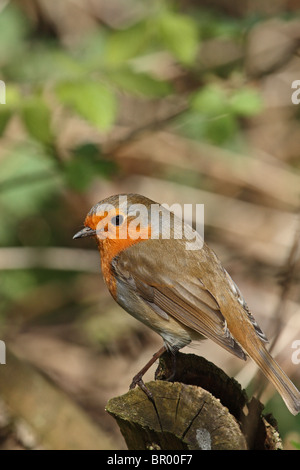 Robin (Erithacus rubecula aux abords) - perché au log Banque D'Images